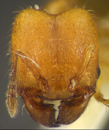 Media type: image;   Entomology 34371 Aspect: head frontal view